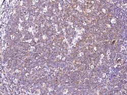 SLAM/CD150 Rabbit anti-Human, Clone: 8, Novus Biologicals 100 &mu;g | Buy Online | Novus Biologicals | Fisher Scientific