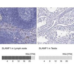 SLAM/CD150 Antibody, Novus Biologicals 100 &mu;g; Unconjugated:Antibodies,