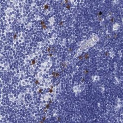SLAM/CD150 Antibody, Novus Biologicals 100 &mu;g; Unconjugated:Antibodies,