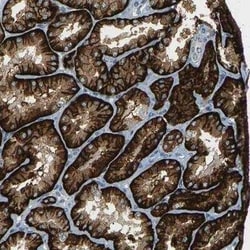 SLC13A3/NaDC3 Antibody, Novus Biologicals 0.1 mL; Unconjugated:Antibodies,