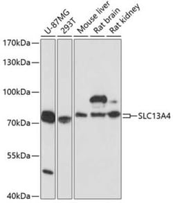 SLC13A4 Antibody - Azide and BSA Free, Novus Biologicals:Antibodies:Primary