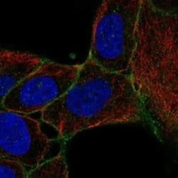 SLC14A1 Rabbit anti-Human, Polyclonal, Novus Biologicals 25 &mu;g; Unconjugated:Antibodies,