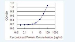 SLC15A3 Antibody (5B4), Novus Biologicals 100 &mu;g | Buy Online | Novus Biologicals | Fisher Scientific