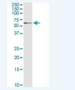 SLC15A3 Antibody (5B4), Novus Biologicals 100 &mu;g | Buy Online | Novus Biologicals | Fisher Scientific
