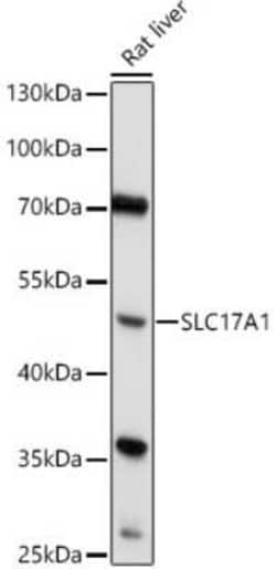 SLC17A1/NPT Antibody - Azide and BSA Free, Novus Biologicals 0.1 mL; Unconjugated:Antibodies,