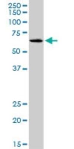 SLC17A4 Antibody (3E4), Novus Biologicals 0.1 mg | Buy Online | Novus Biologicals | Fisher Scientific