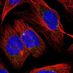SLC1A4 Antibody, Novus Biologicals:Antibodies:Primary Antibodies