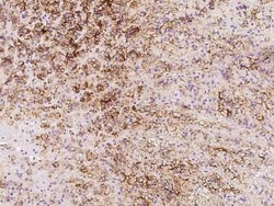 SLC1A4 Antibody, Novus Biologicals 50 &mu;g, Unconjugated:Antibodies, Polyclonal