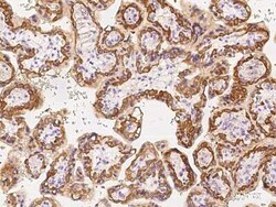 SLC1A5 Antibody, Novus Biologicals 50 &mu;g, Unconjugated:Antibodies, Polyclonal