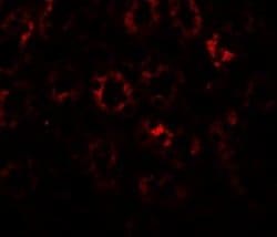 SLC1A7 Antibody - BSA Free, Novus Biologicals 0.1 mg; Unconjugated:Antibodies,