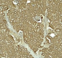 SLC1A7 Antibody - BSA Free, Novus Biologicals 0.1 mg; Unconjugated:Antibodies,