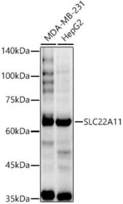 SLC22A11 Antibody - Azide and BSA Free, Novus Biologicals 0.02 mL; Unconjugated:Antibodies,