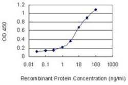 SLC22A12 Antibody (2B5), Novus Biologicals 0.1 mg | Buy Online | Novus Biologicals | Fisher Scientific