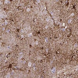 SLC22A2/OCT2 Antibody (CL0628), Novus Biologicals:Antibodies:Primary Antibodies