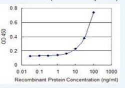 Novus Biologicals OAT1 Antibody (1F2), Novus Biologicals 0.1 mg; Unconjugated:Antibodies,