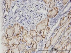 Novus Biologicals OAT1 Antibody (1F2), Novus Biologicals 0.1 mg; Unconjugated:Antibodies,