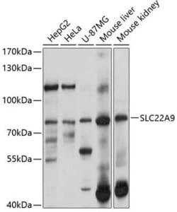 SLC22A9 Antibody - BSA Free, Novus Biologicals 0.02 mL; Unconjugated:Antibodies,