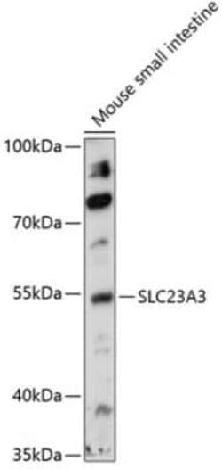 SLC23A3 Antibody - Azide and BSA Free, Novus Biologicals 0.02 mL; Unconjugated:Antibodies,