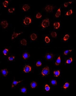 SLC25A1 Antibody - BSA Free, Novus Biologicals 0.02 mL, Unconjugated:Antibodies,