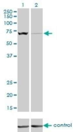 SLC25A13 Antibody (4F4), Novus Biologicals 0.1 mg | Buy Online | Novus Biologicals | Fisher Scientific