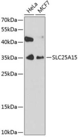 SLC25A15 Antibody - BSA Free, Novus Biologicals:Antibodies:Primary Antibodies