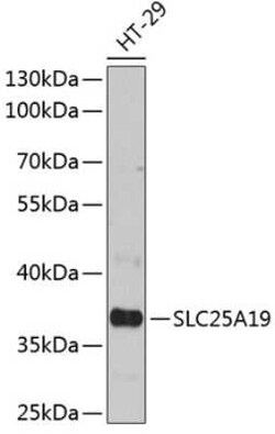 SLC25A19 Antibody - Azide and BSA Free, Novus Biologicals:Antibodies:Primary