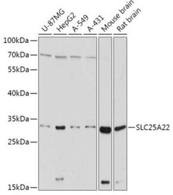 SLC25A22 Antibody - Azide and BSA Free, Novus Biologicals 0.1 mL; Unconjugated:Antibodies,