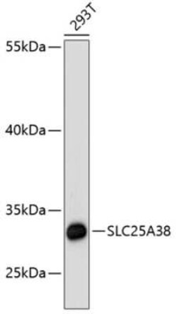 SLC25A38 Antibody - Azide and BSA Free, Novus Biologicals 0.1 mL; Unconjugated:Antibodies,