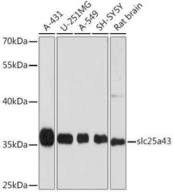 SLC25A43 Antibody - Azide and BSA Free, Novus Biologicals 0.02 mL; Unconjugated:Antibodies,