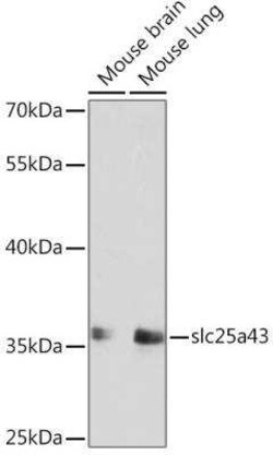 SLC25A43 Antibody - Azide and BSA Free, Novus Biologicals 0.02 mL; Unconjugated:Antibodies,