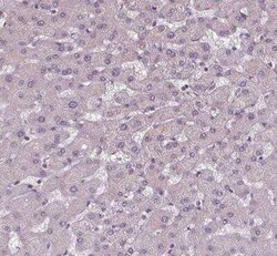 SLC26A2 Antibody, Novus Biologicals 25 &mu;L, Unconjugated:Antibodies,