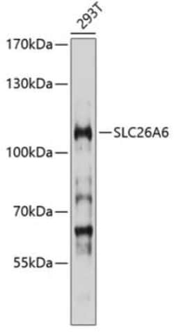 SLC26A6 Antibody - BSA Free, Novus Biologicals 0.1 mL, Unconjugated:Antibodies,
