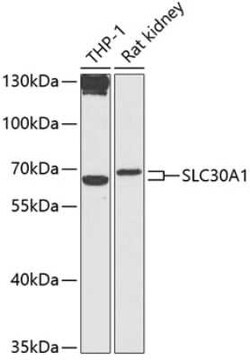 SLC30A1 Antibody - BSA Free, Novus Biologicals 0.02 mL; Unconjugated:Antibodies,