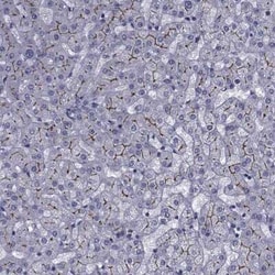 SLC30A10 Antibody, Novus Biologicals 25 &mu;L | Buy Online | Novus Biologicals | Fisher Scientific