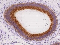 SLC30A3 Antibody, Novus Biologicals:Antibodies:Primary Antibodies