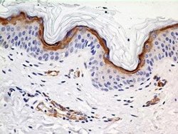 SLC31A1/CTR1 Antibody (5E6.1B4) - Azide and BSA Free, Novus Biologicals