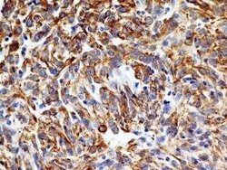 SLC31A1/CTR1 Antibody (5E6.1B4) - Azide and BSA Free, Novus Biologicals