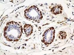 SLC31A1/CTR1 Antibody (5E6.1B4) - Azide and BSA Free, Novus Biologicals