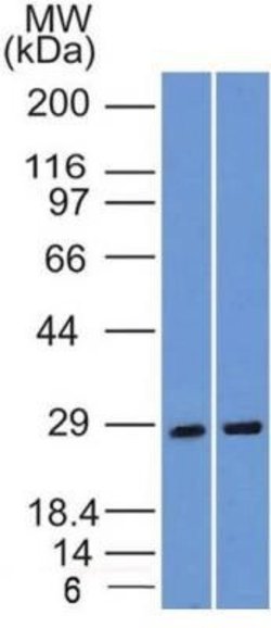 SLC31A1/CTR1 Antibody (5E6.1B4) - Azide and BSA Free, Novus Biologicals