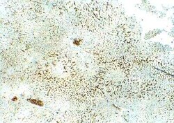 SLC31A1/CTR1 Antibody, Novus Biologicals 100 &mu;g | Buy Online | Novus Biologicals | Fisher Scientific