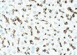 SLC31A1/CTR1 Antibody, Novus Biologicals 100 &mu;g | Buy Online | Novus Biologicals | Fisher Scientific