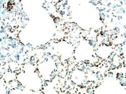 SLC31A1/CTR1 Antibody, Novus Biologicals 100 &mu;g | Buy Online | Novus Biologicals | Fisher Scientific