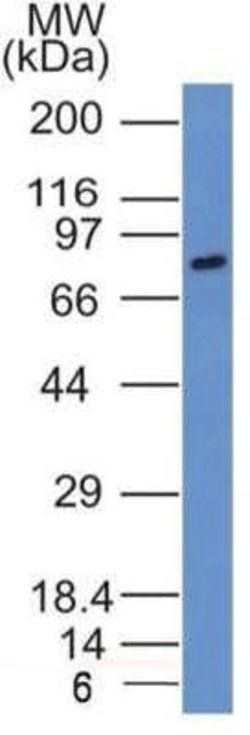 SLC34A1 Antibody (10B1.3E9) - Azide and BSA Free, Novus Biologicals 0.1