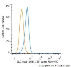 SLC34A1 Antibody (10B1.3E9) - BSA Free, Novus Biologicals:Antibodies:Primary