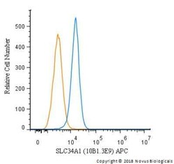 SLC34A1 Antibody (10B1.3E9) - BSA Free, Novus Biologicals:Antibodies:Primary