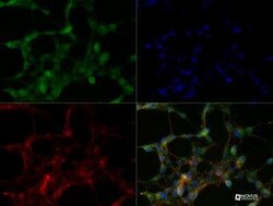 SLC34A1 Antibody (10B1.3E9) - BSA Free, Novus Biologicals:Antibodies:Primary