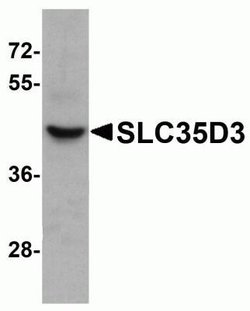 SLC35D3 Antibody - BSA Free, Novus Biologicals 0.1 mg; Unconjugated:Antibodies,