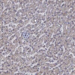 SLC35F2 Rabbit anti-Human, Polyclonal, Novus Biologicals 100 &mu;g; Unconjugated:Antibodies,