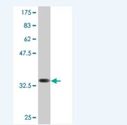 SLC36A2 Antibody (2B7), Novus Biologicals 0.1 mg | Buy Online | Novus Biologicals | Fisher Scientific