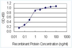 SLC37A4 Antibody (7B9), Novus Biologicals 100 &mu;g | Buy Online | Novus Biologicals | Fisher Scientific